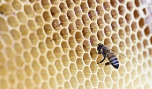 bee with honey